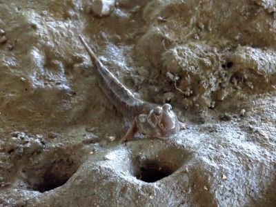 190526_トビハゼ_潮入りの池 _青木撮影