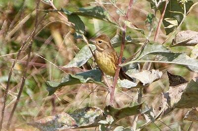 アオジ_231027_東京港野鳥公園_恩田幸昌_MG_9386_trim