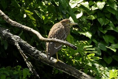 ゴイサギ_20200726_東京港野鳥公園_レンジャー撮影(2)
