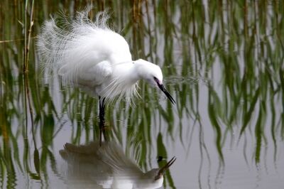 コサギ_220422_東京港野鳥公園_恩田幸昌_MG_0809_trim