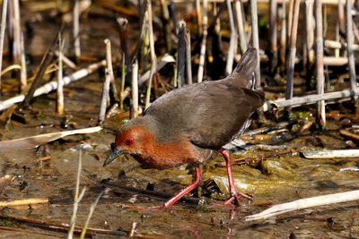 ヒクイナ_250321_東京港野鳥公園_潮入りの池_公財日本野鳥の会_レンジャー青木撮影