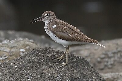 IMG_1844（トリミング）