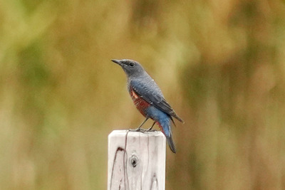 イソヒヨドリ_241026_東京港野鳥公園_潮入りの池_公財日本野鳥の会_レンジャー青木撮影