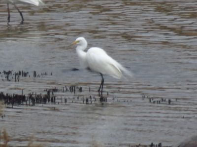 190331_チュウサギ_潮入りの池_青木撮影