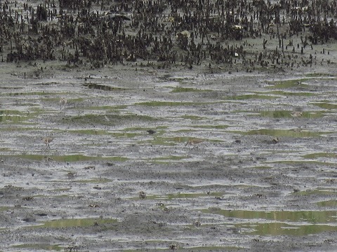 180922_トウネン_潮入り