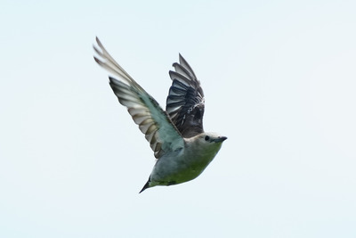 コムクドリ_24023_東京港野鳥公園_東淡水池_公財日本野鳥の会_レンジャー青木撮影