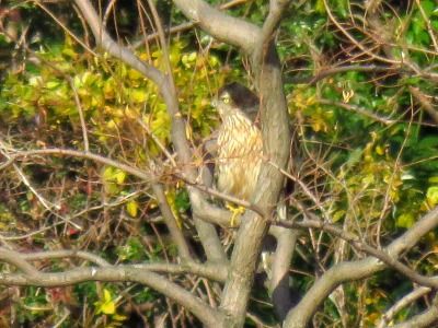 181219_オオタカ_東淡水池_古沢撮影