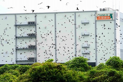 カワウ_240929_東京港野鳥公園_前浜干潟_公財日本野鳥の会_レンジャー青木撮影