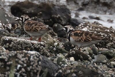京女鷸IMG_3632鳥