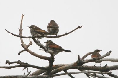 ツグミ_240120_東京港野鳥公園_恩田幸昌_IMG_9838_trim