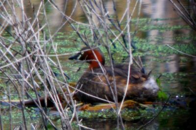 カイツブリ_20200623_東京港野鳥公園_恩田幸昌_P1420837_trim