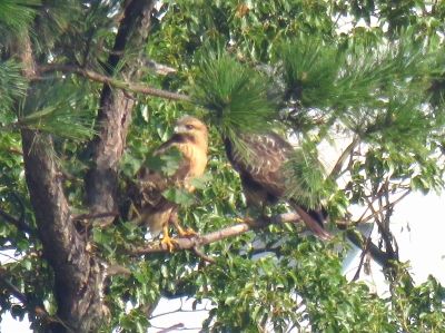 ノスリー191030-東淡水池