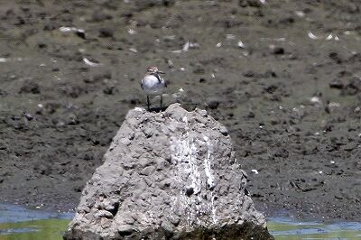 イソシギ_230829_東京港野鳥公園_恩田幸昌_MG_6343_trim