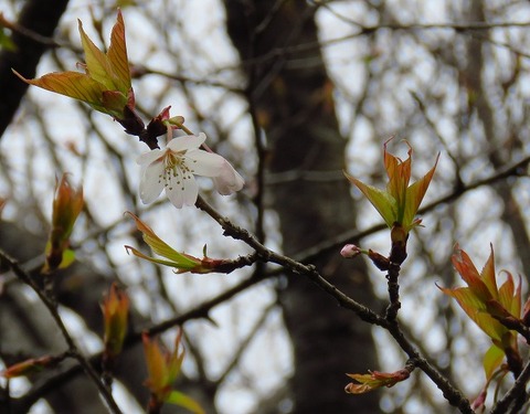 20190321_東京港野鳥公園オオシマザクラ（森撮影）trim