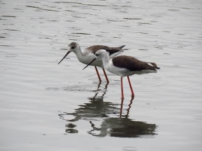 セイタカシギ_190823潮入りの池