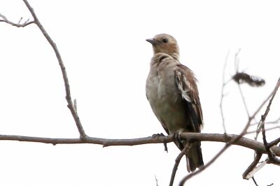 コムクドリ_230629_東京港野鳥公園_恩田幸昌_MG_2843_trim