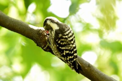 コゲラ_20200624_東京港野鳥公園_レンジャー撮影