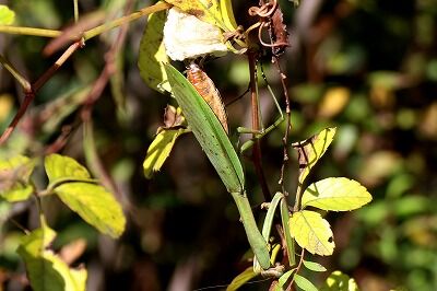 カマキリ(産卵)_20201128_自然生態園_レンジャー撮影