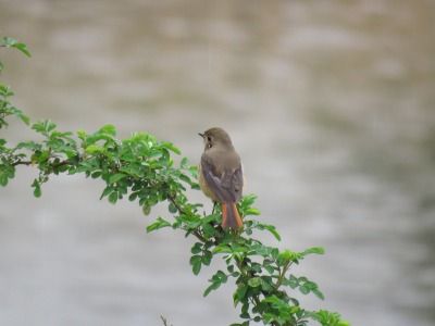 190326_ジョウビタキ_ミニ生態園_古沢撮影