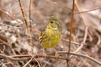 アオジー200124－4号観察小屋