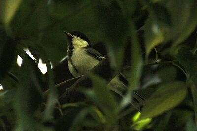 シジュウカラ幼鳥_200621_芝生広場横_レンジャー撮影