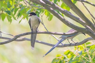 DSC_0342-DeNoiseAI-standard (1)