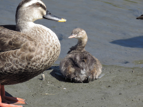 18.08.22 カイツブリ_01