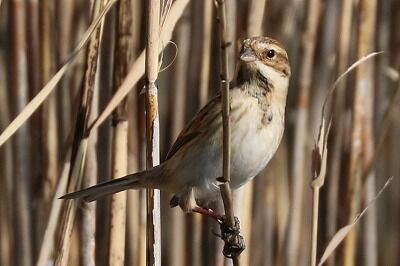 大寿林IMG_6875鳥