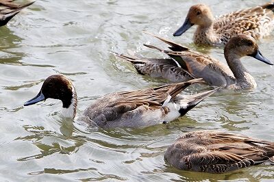 オナガガモ_231028_東京港野鳥公園_恩田幸昌_MG_9501_trim