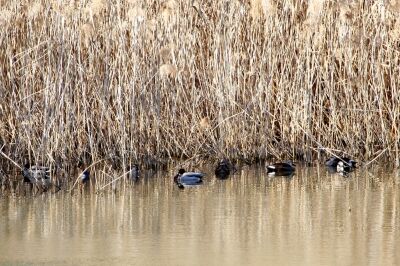 マガモ_カルガモ_210121_東京港野鳥公園_恩田幸昌_MG_0429_trim