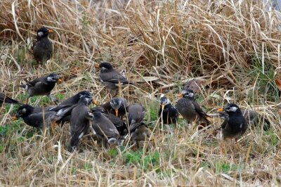 ムクドリ_240301_東京港野鳥公園_恩田幸昌_IMG_0521_trim