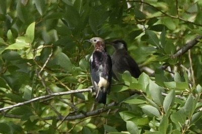 コムクドリ_190726_東淡水池(2)