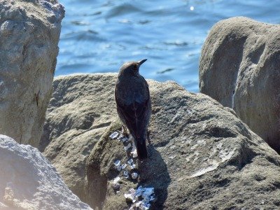 190315_イソヒヨドリ_前浜_古沢撮影