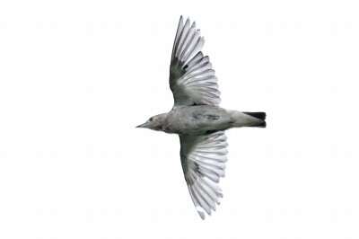 翼が無い鳥。自由を求めて。 2026年7月12日の野鳥公園 : 東京港野鳥公園 レンジャーブログ