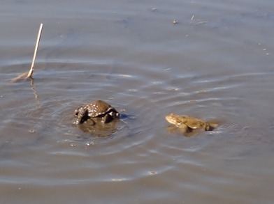 アズマヒキガエル_230222_東京港野鳥公園_恩田幸昌_P2220445_trim