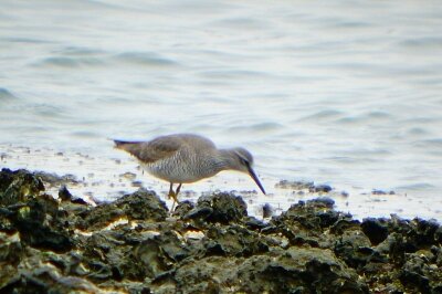 キアシシギ_210428_東京港野鳥公園_恩田幸昌_P1440450_trim