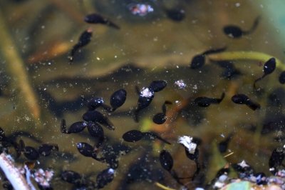 アズマヒキガエル_幼生_190329_東京港_恩田撮影_MG_2513_trim