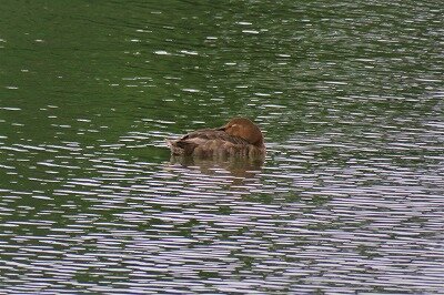 IMG_9337 (2)