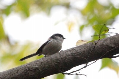 エナガ_221201_東京港野鳥公園_恩田幸昌_MG_6002_trim