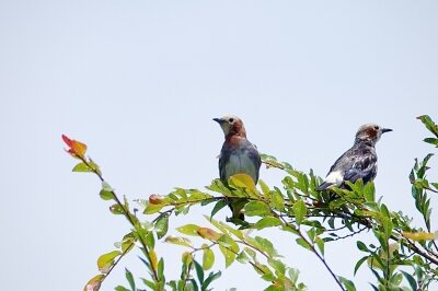 IMG_6090