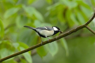 2025年5月27日の野鳥公園 : 東京港野鳥公園 レンジャーブログ
