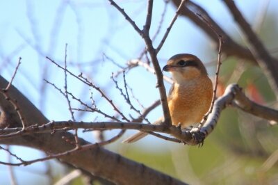 モズ_240214_東京港野鳥公園_恩田幸昌_IMG_0266_trim