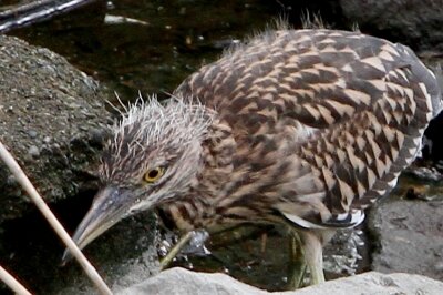 ゴイサギ_230629_東京港野鳥公園_恩田幸昌_MG_2865_trim