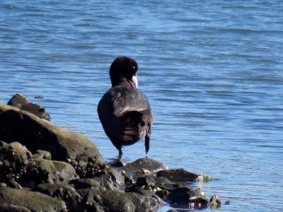 190308_オオバン_古沢撮影