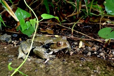 アズマヒキガエル_210527_東京港野鳥公園_恩田幸昌_P5270058_trim