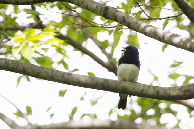 オオルリ_210428_東京港野鳥公園_恩田幸昌_MG_6880_trim