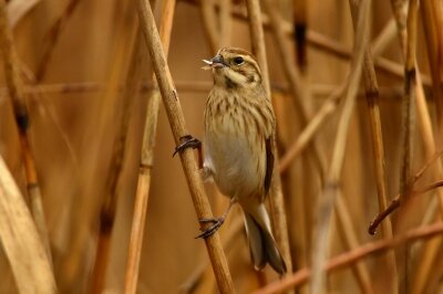 オオジュリン_200126_潮入りの池