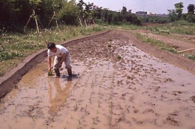 ポジ_自然生態園_田植え