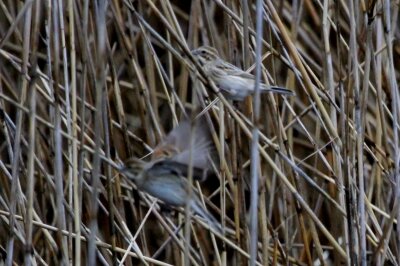 オオジュリン_240306_東京港野鳥公園_恩田幸昌_IMG_0707_trim