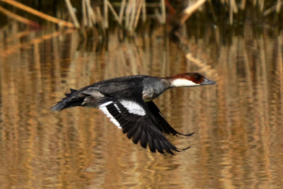 ミコアイサ_250123_東京港野鳥公園_東淡水池_公財日本野鳥の会_レンジャー青木撮影